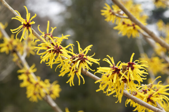 what is witch hazel and its uses and benefits