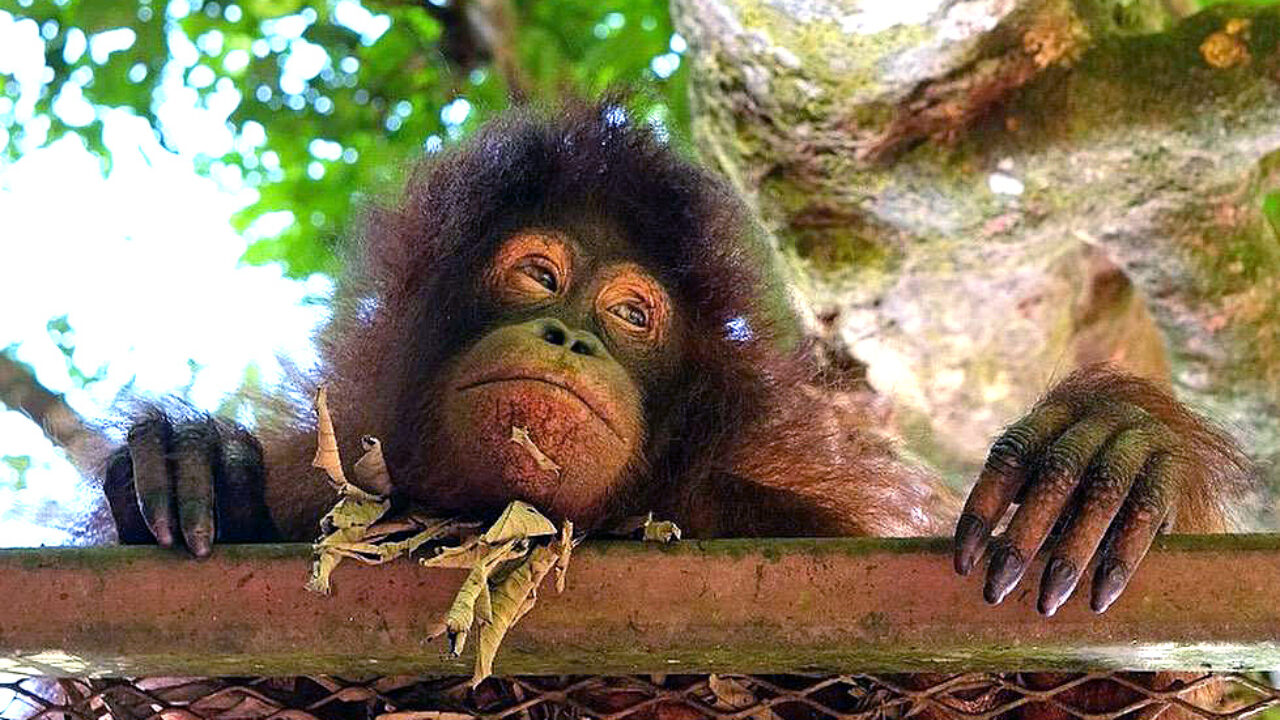 what is palm oil used for and why is palm bad orangutan borneo