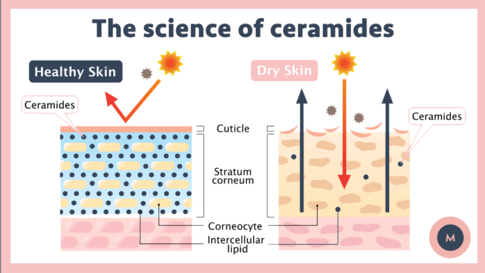 What are ceramides and what do they do for skin? 